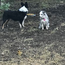 Toy Australian Shepherd All Grown Up from The Ranch of the Sun Toy Aussies