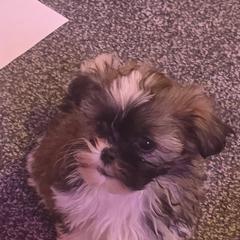 Aaliyah Grace - White and tan female Mal-Shi puppy in Pleasant Hill, Iowa from Courtney Nicole's Mal Shihs & Goldendoodles