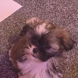 Aaliyah Grace - White and tan female Mal-Shi puppy in Pleasant Hill, Iowa from Courtney Nicole's Mal Shihs & Goldendoodles