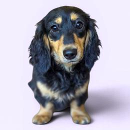 Ellie - Dachshund