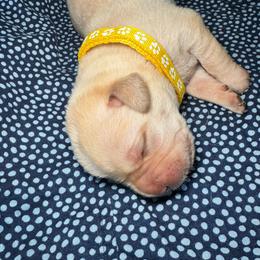 Lemon - Yellow female Labrador Retriever puppy in Marietta, South Carolina from Trust in the Lord Labradors