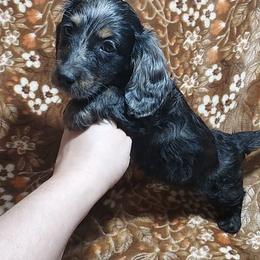 HOWIE - Boy 3 - Dachshund puppy from Palali Farm