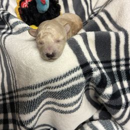 Little White - Cream male Poodle puppy in Bellwood, Nebraska from Sunflower Poodles