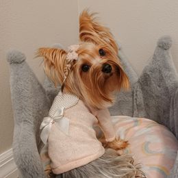 Nellie - Yorkshire Terrier