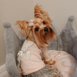 Nellie - Yorkshire Terrier