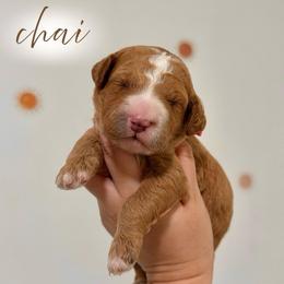 Chai - Apricot female Goldendoodle puppy in Los Angeles, California from Canary Pawlm Doodles