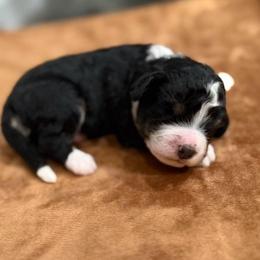 Needs his special name - Black and white male Bernedoodle puppy in Monument, Colorado from Colorado Dreamin Doodles
