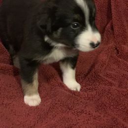 Border Collie Puppies from Best Friend Borders