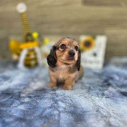 Lucky - Cream male Dachshund puppy in Indianapolis, Indiana from Homegrown Hoosier Dachshunds