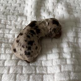 Otto - Brown male Cocker Spaniel puppy in Indiana from muddy boots cocker spaniels and cockapoos