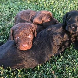 Goldendoodles from McMoniDoodles