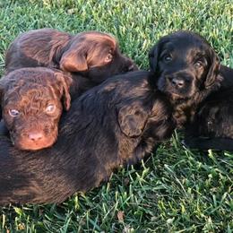 Goldendoodles from McMoniDoodles