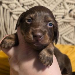 Boy 2 - Chocolate and tan male Dachshund puppy in Romney, Indiana from Brown's Valley Dachshunds