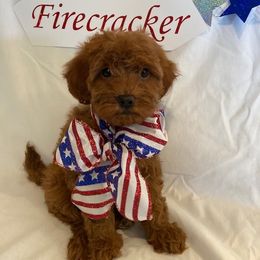 Goldendoodle Puppies from OnlyGoldendoodles