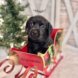 Maggie (Red Collar) - Black female Labrador Retriever puppy in Cinebar, Washington from Pure Joy Labradors