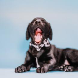 Aussiedoodle and Labradoodle Puppies from Doodles on Duty