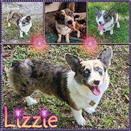 Lizzy - American Corgi