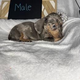 Boy 1 - Dapple male Dachshund puppy in Stilwell, Oklahoma from Stilwell’s Dachshunds