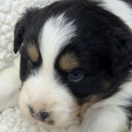 Daddy's baby girl - Black tri-color female Australian Shepherd puppy in Arrington, Tennessee from Tumblin T Aussies and Aussiedoodles