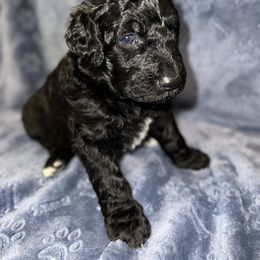 Aussiedoodle and Poodle Puppies from Socal Aussiedoodles