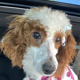 Stella  - Poodle
