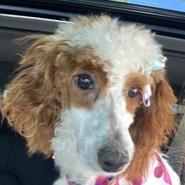 Stella  - Poodle