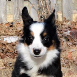 American Corgis, Dalmatians, Miniature American Shepherds, Pembroke Welsh Corgis, and Toy Australian Shepherds from The Wildfire Kennel