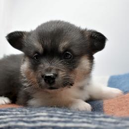 Koppi - Black and tan female Pembroke Welsh Corgi puppy in Alvin, Texas from Cottonwood Corgis