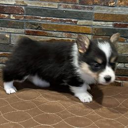 Girl2 - Black and tan female Pembroke Welsh Corgi puppy in Visalia, California from VIP Stables
