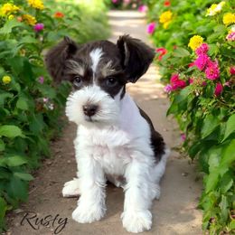 Rusty - Parti Miniature Schnauzer puppy in Glenn Heights, Texas from Marvelous Mannered K9s of Texas