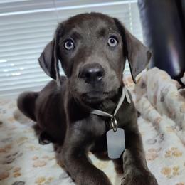 Rambo - Charcoal male Dilute Retriever puppy in Missouri City, Texas from Labrador Retriever Puppies