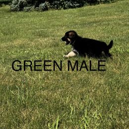 German Shepherd Puppies from Von Reams Kennels