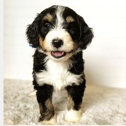 Bernedoodle, Goldendoodle, Poodle, and Sheepadoodle Puppies from Kerr Kanine Ranch