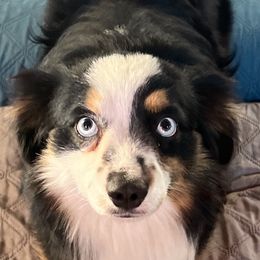 Stryker - Toy Australian Shepherd