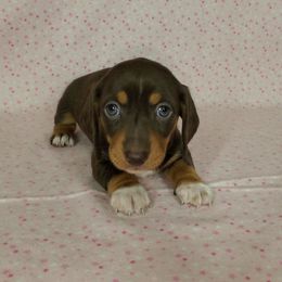 Dachshund Puppies from Newbern's Nuggets
