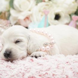 Cinderella - Cream female Dachshund puppy in Big Rapids, Michigan from 30 Acre Woods Dachshunds