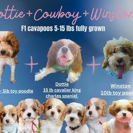 Cavapoo puppies from Home Grown Puppies