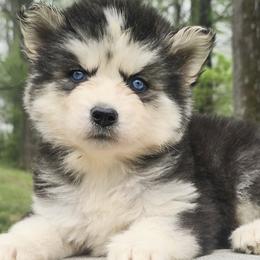 Gita - Black and white female Siberian Husky puppy in Woodlawn, Virginia from Delta Huskies