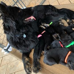 German Shepherd and White Shepherd Puppies from Scenic Creek German Shepherds