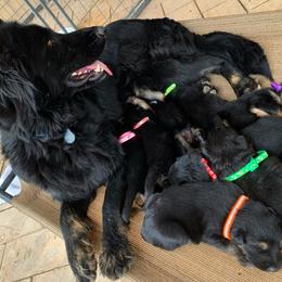 German Shepherd and White Shepherd Puppies from Scenic Creek German Shepherds
