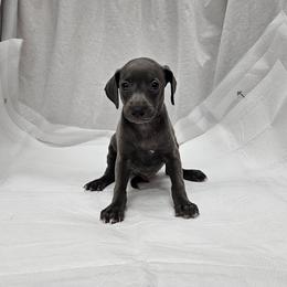 Buzz - Blue male Italian Greyhound puppy in Newalla, Oklahoma from Heartland Iggys