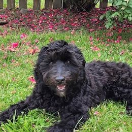 Mona - Australian Labradoodle