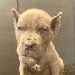 Light blue collar - Gray male Cane Corso puppy in Atlanta, Georgia from Brandy Horne