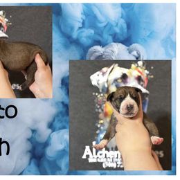 Great Dane Puppies from Alchemy Danes