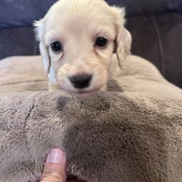 Dachshund Puppies from Low Rider Ridge Mini Doxies