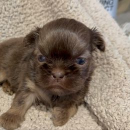 Jasper-lt brown collar - Chocolate and tan male Shih Tzu puppy in Ross County, Ohio from Ashville Shih Tzu Chalet