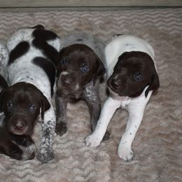 German Shorthaired Pointer Puppies from Ninemire Farm