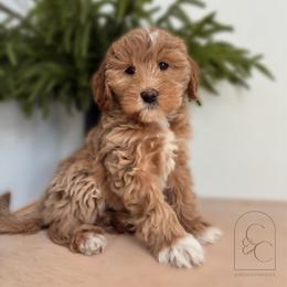 Hunny - Apricot female Goldendoodle puppy in Madisonville, Kentucky from Carlie and Co. Goldendoodles