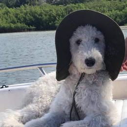 Honey - Goldendoodle