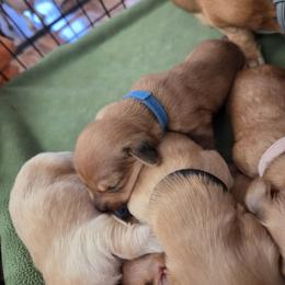 Dachshund Puppies from Rebeka Davy